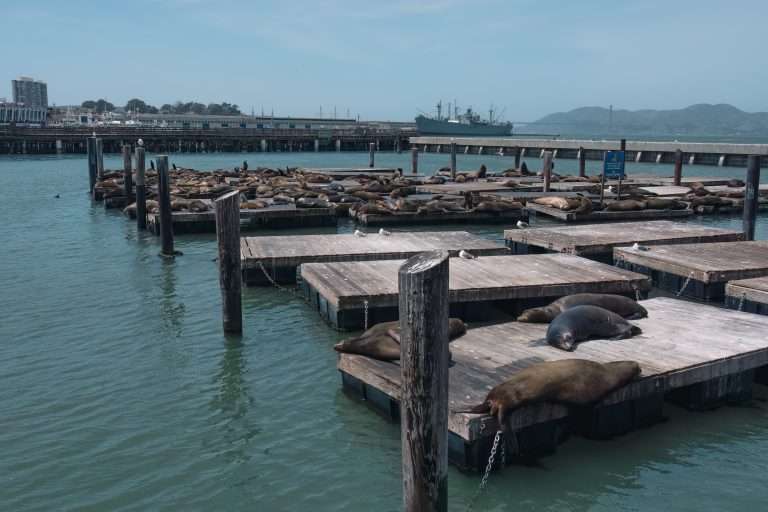 i leoni marini del Pier 39 al Fisherman's Wharf di San Francisco