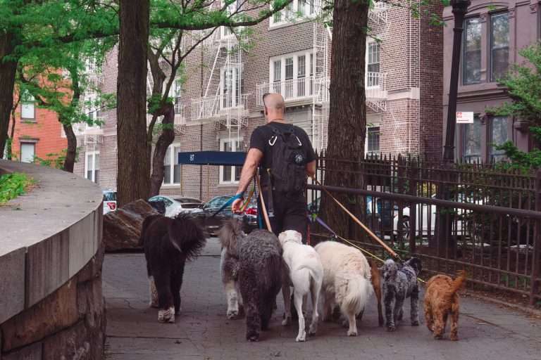 il mestiere del dog sitter a New York