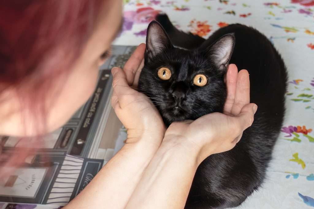 Servizio fotografico cani e gatti ©Daria Piccotti