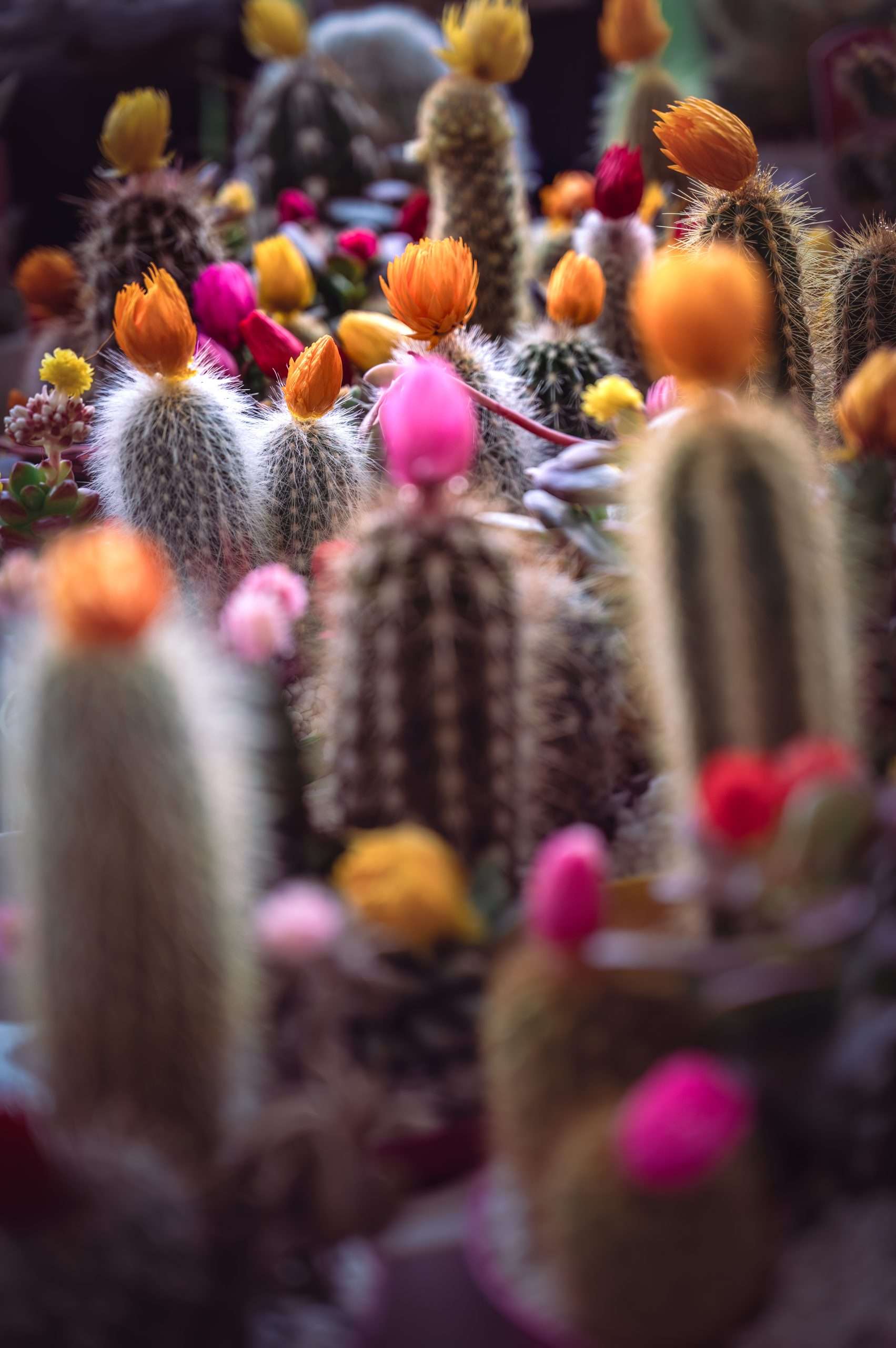 Composizione Fotografica: il potere narrativo del colore