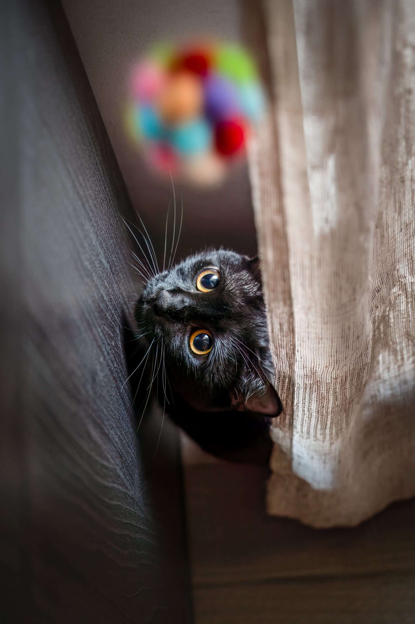Servizio fotografico cani e gatti ©Daria Piccotti