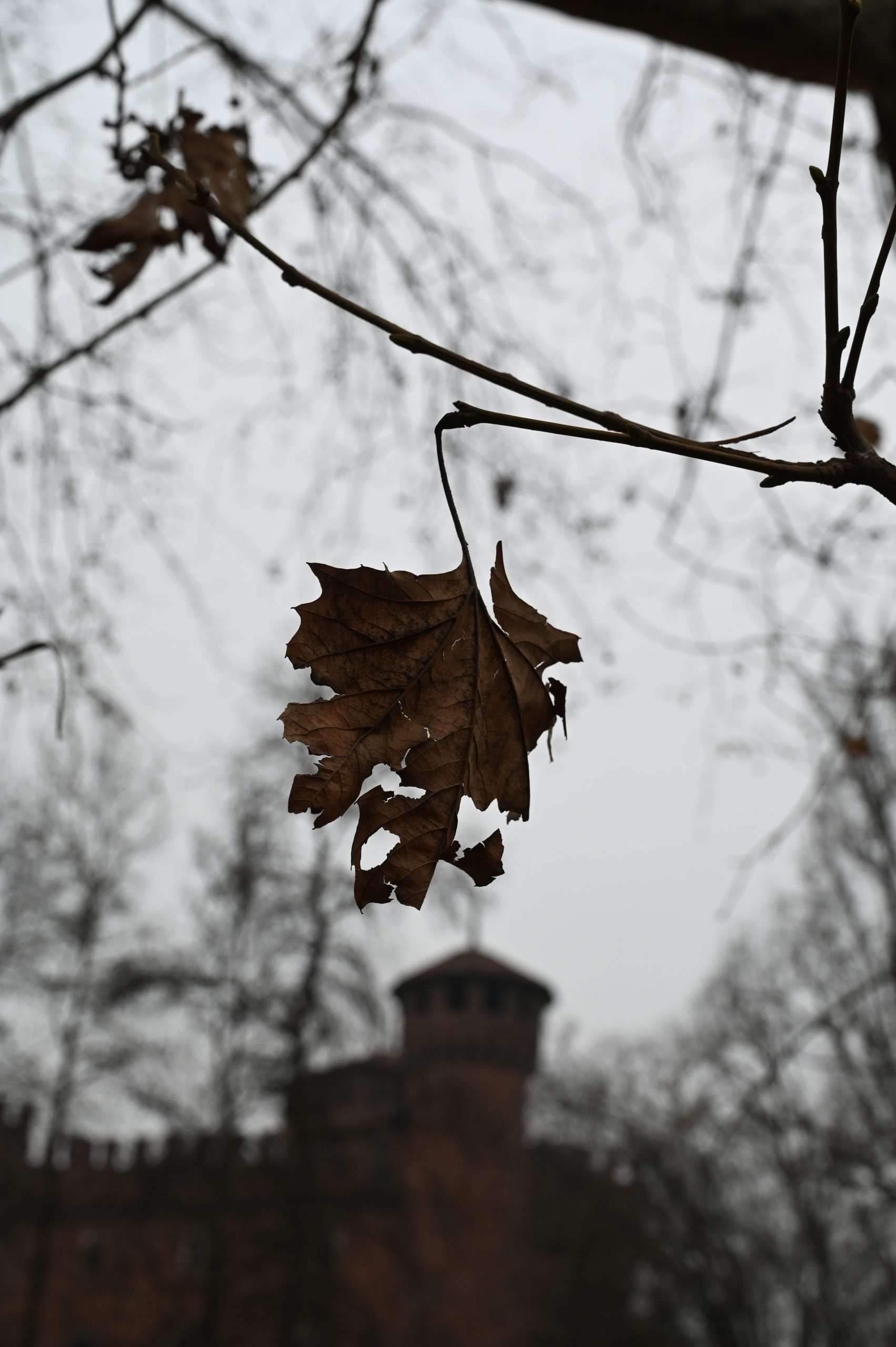Composizione fotografica: la cornice