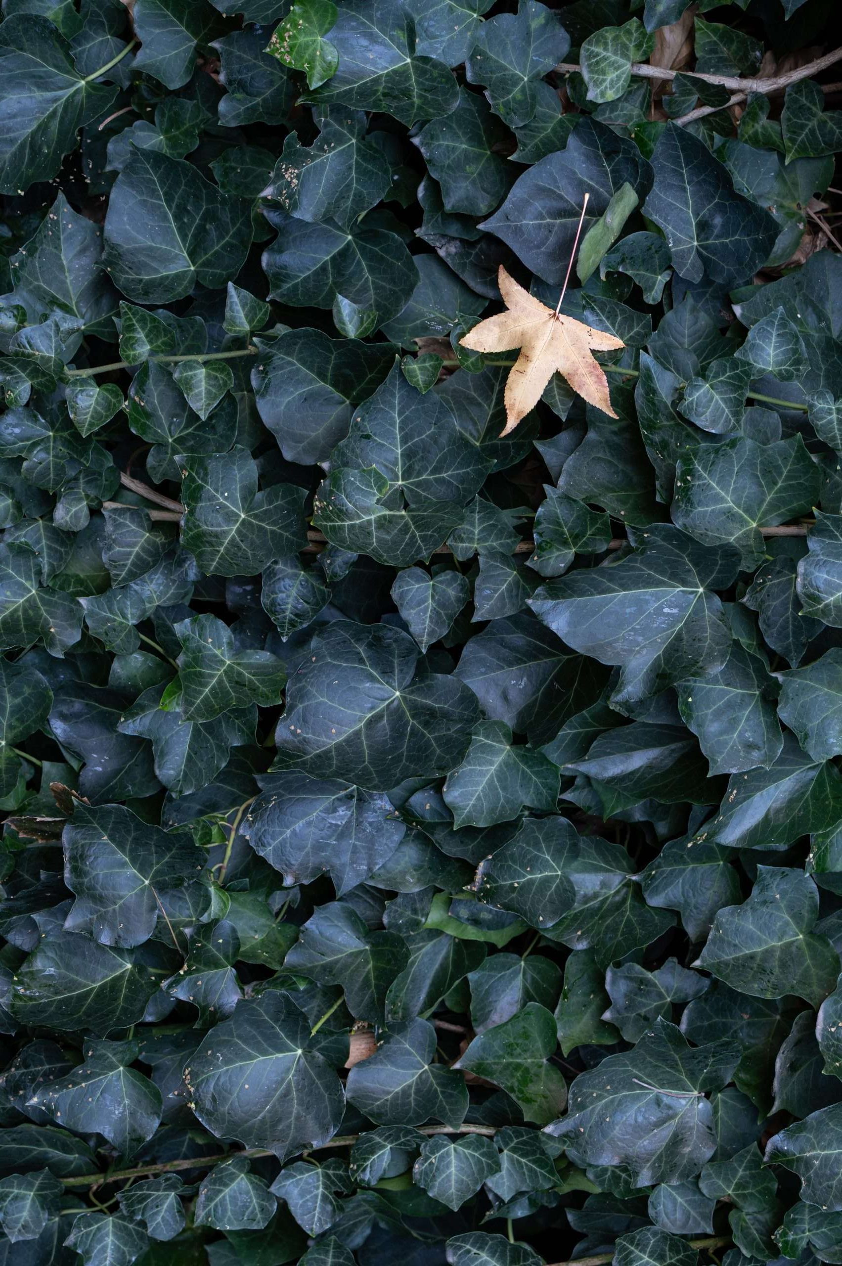 Composizione fotografica: lo spazio negativo