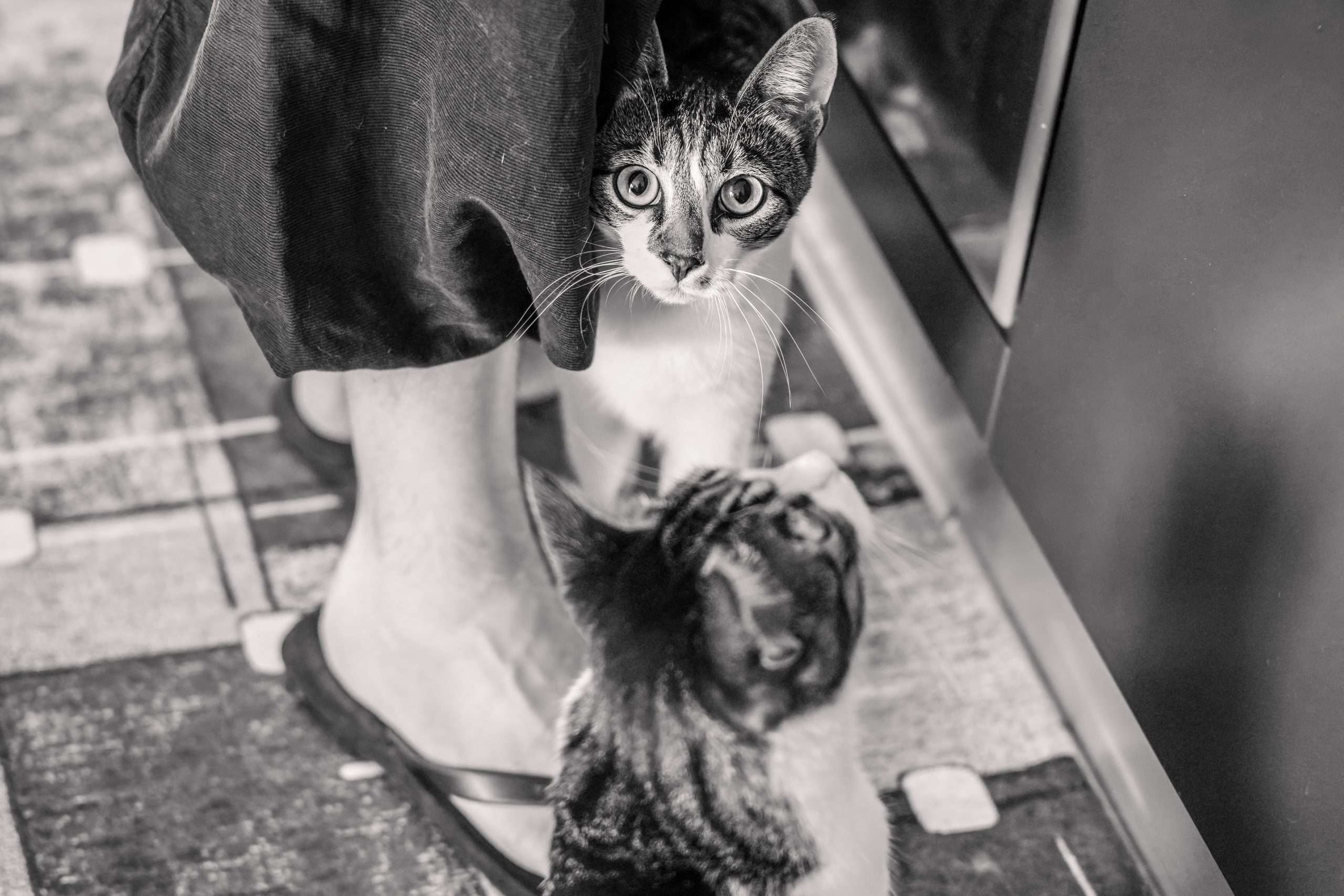 Pet Photography con Latte e Menta: fotografare con empatia felina